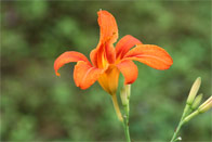 A flower from upstate New York