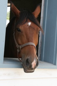 The head of a horse in the Point O'Pines stables