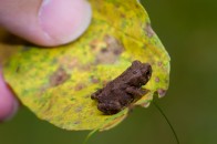 201009258689 A little spotted frog on a spotted leaf